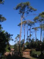 Abattage d’un sapin de 40 mètres