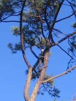 Abattage d’un sapin de 40 mètres
