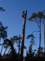 Abattage d’un sapin de 40 mètres