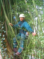 Même les bambous en rang serr�s ne pr�sentent pas d’obstacle