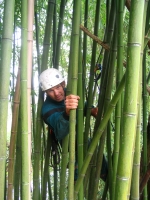 Même les bambous en rang serrs ne prsentent pas d’obstacle