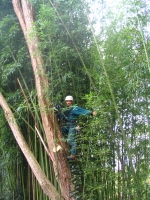 Même les bambous en rang serrs ne prsentent pas d’obstacle