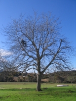 Taille de formation et de r�duction