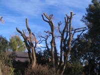 Rajeunissement de chênes de Provence