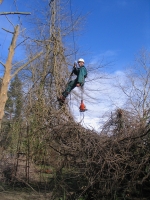 �limination d’une plante grimpante