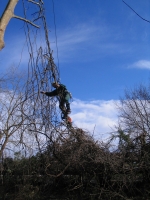 �limination d’une plante grimpante