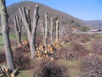 Rajeunissement d’une all�e de tilleuls