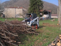 Rajeunissement d’une all�e de tilleuls