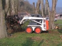 Rajeunissement d’une all�e de tilleuls