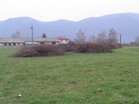 Rajeunissement d’une all�e de tilleuls