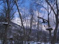 La coupe d’une branche d�tach�e du tronc dans un parc aventures