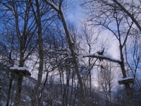 La coupe d’une branche d�tach�e du tronc dans un parc aventures