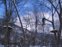 La coupe d’une branche d�tach�e du tronc dans un parc aventures