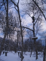 La coupe d’une branche d�tach�e du tronc dans un parc aventures