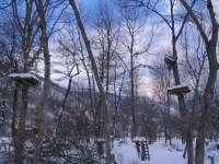 La coupe d’une branche d�tach�e du tronc dans un parc aventures