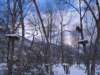 La coupe d’une branche d�tach�e du tronc dans un parc aventures