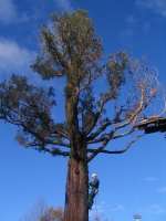 Suppression des bois morts d’un s�quoia