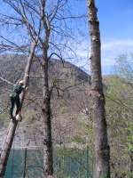 Abattage d’un arbre dangereux pouss� sur une paroi rocheuse, effectu� en technique de grimpe
