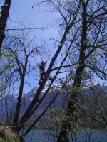 Abattage d’un arbre dangereux pouss� sur une paroi rocheuse, effectu� en technique de grimpe