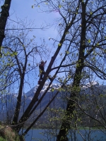 Abattage d’un arbre dangereux pouss sur une paroi rocheuse, effectu en technique de grimpe