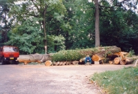 Abattage d’arbres gants