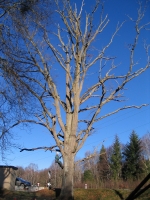 Abattage d’arbres g�ants