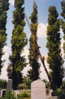 Abattage d’un arbre dessch et renvers avec protection accrue de l’environnement artificiel