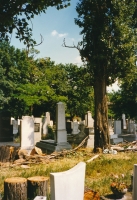 Abattage d’un arbre dess�ch� et renvers� avec protection accrue de l’environnement artificiel