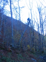 Abattage d’un arbre dangereux renvers�