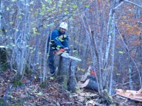 Abattage d’un arbre dangereux renvers�