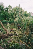 Abattage d’un arbre renvers� dans l’eau par la tempête