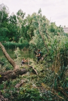 Abattage d’un arbre renvers dans l’eau par la tempête
