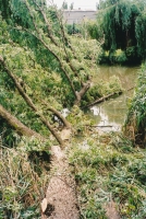 Abattage d’un arbre renvers� dans l’eau par la tempête