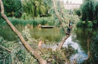 Abattage d’un arbre renvers dans l’eau par la tempête