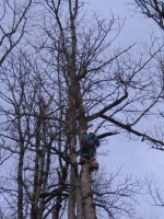  Abattage d’un arbre renvers� par la tempête