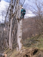 Abattage d’un arbre renvers� par la tempête