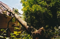Abattage d’un arbre renvers sur un toit par la tempête