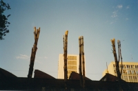 Rajeunissement des peupliers effectu� au mois de mars, et le r�sultat en septembre