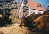 Abattage d’un arbre de 202 centimètres de diamètre dans une cour �troite