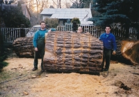 Abattage d’un arbre de 202 centimètres de diamètre dans une cour troite