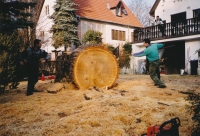 Abattage d’un arbre de 202 centimètres de diamètre dans une cour �troite