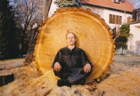 Abattage d’un arbre de 202 centimètres de diamètre dans une cour �troite