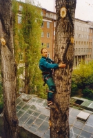 Abattage effectu� en technique de grimpe au-dessus d’une serre