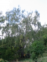 Taille De R�duction