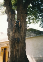 �lagage De Branches Basses