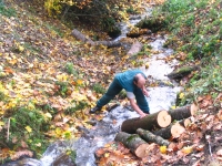 �vacuation Des Branches Et Des Billes De Bois