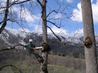 �lagage De Branches Basses