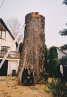 Abattage D’arbres Dangereux
