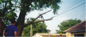 Abattage D’arbres Dangereux