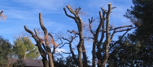 Taille De Rajeunissement